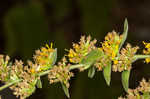 Autumn goldenrod 